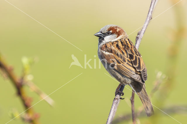 Huismus (Passer domesticus)