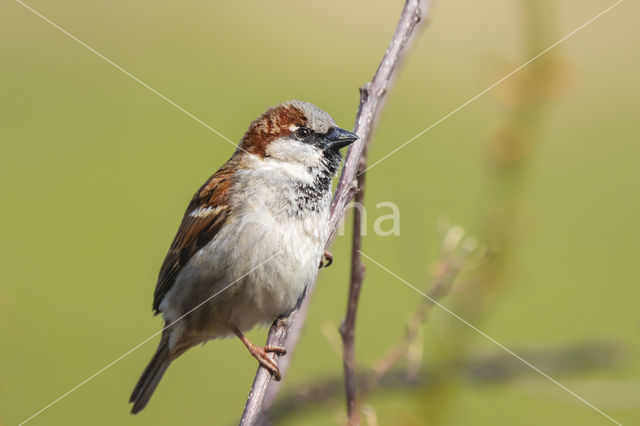 Huismus (Passer domesticus)