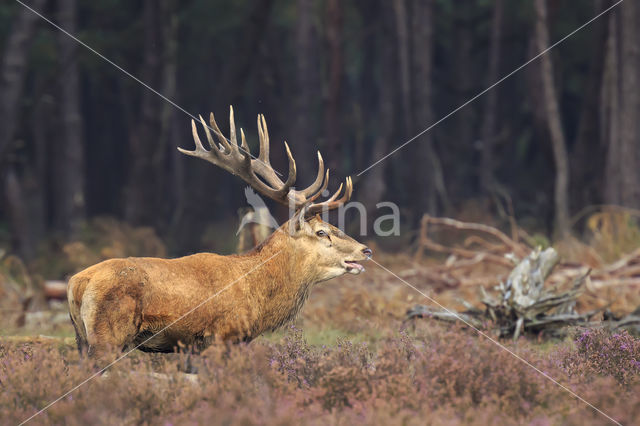 Red Deer (Cervus elaphus)