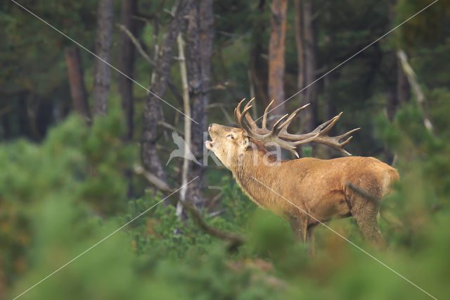 Red Deer (Cervus elaphus)