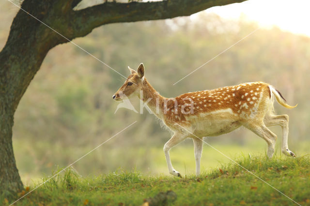 Fallow Deer (Dama dama)