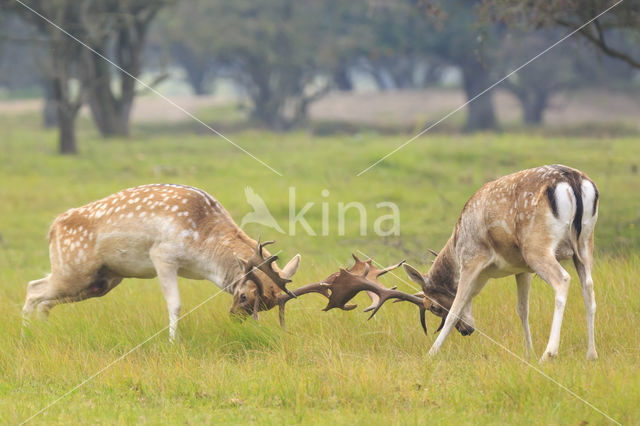 Fallow Deer (Dama dama)