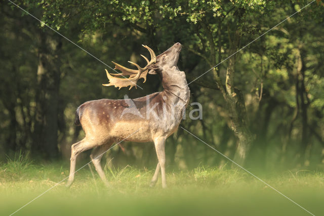 Fallow Deer (Dama dama)