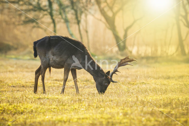 Fallow Deer (Dama dama)