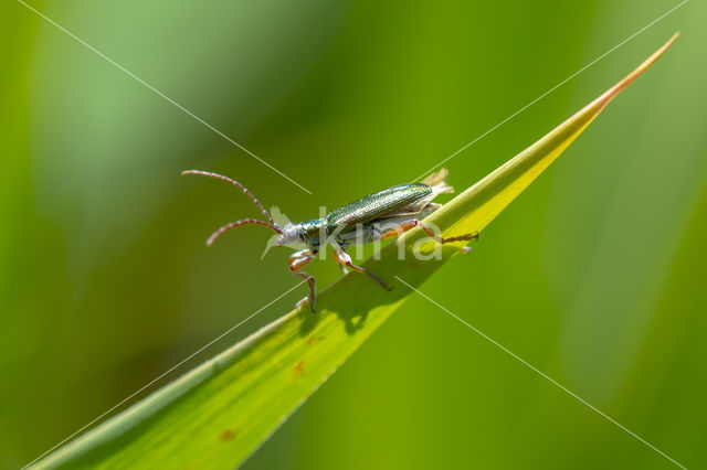 Egelskophaantje (Donacia vulgaris)