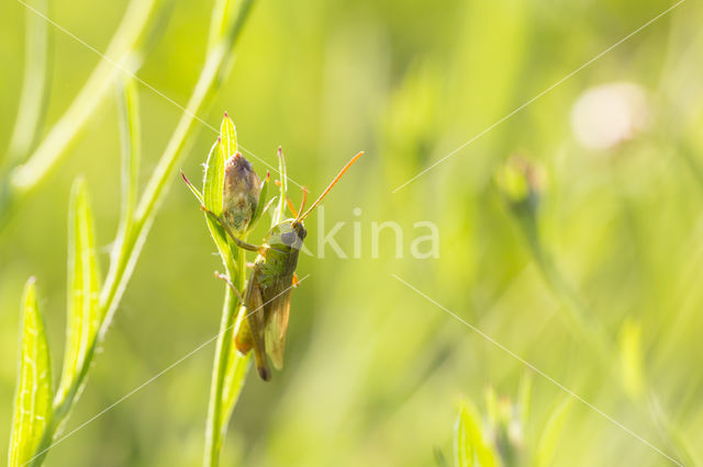 Meadow Grasshopper (Chorthippus parallelus)