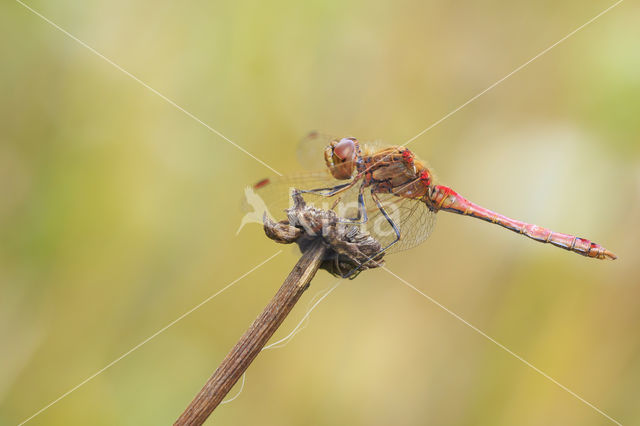 Steenrode heidelibel (Sympetrum vulgatum)