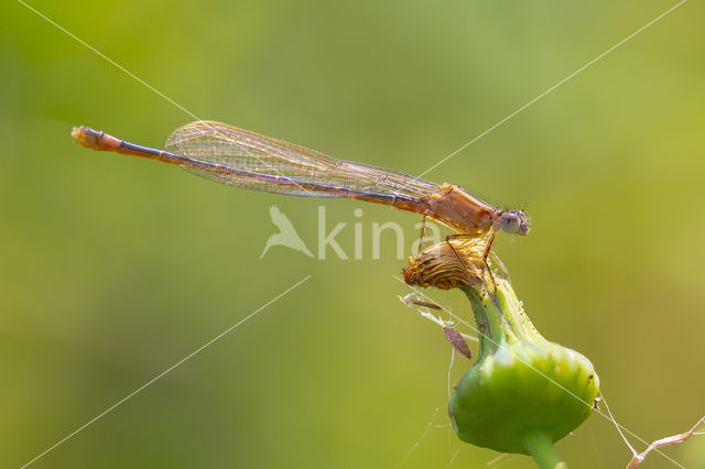 Scarce Blue-tailed Damselfly (Ischnura pumilio)