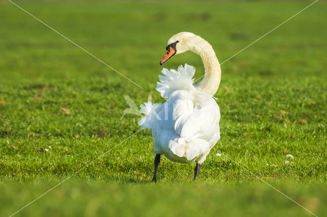 Knobbelzwaan (Cygnus olor)