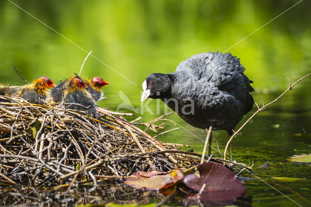 Meerkoet (Fulica atra)