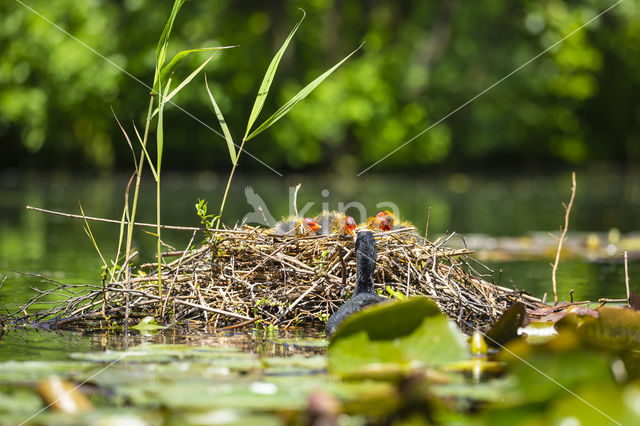 Common Coot (Fulica atra)