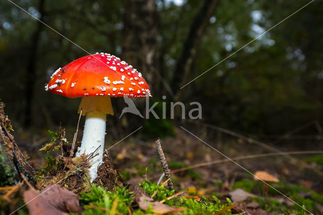 Vliegenzwam (Amanita muscaria)