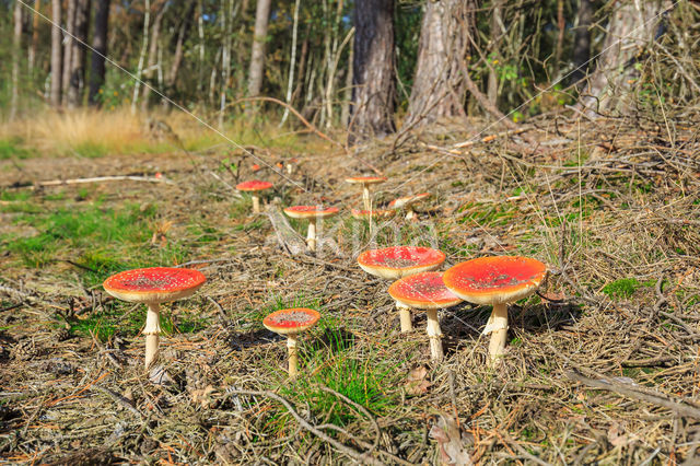 Vliegenzwam (Amanita muscaria)