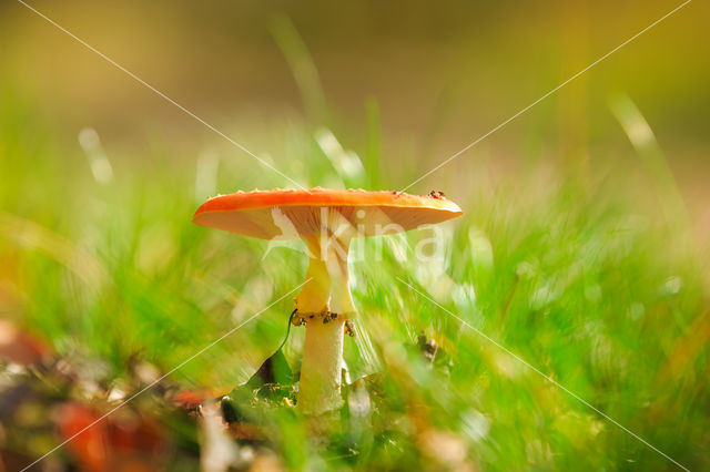 Vliegenzwam (Amanita muscaria)