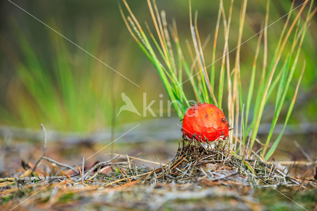 Vliegenzwam (Amanita muscaria)