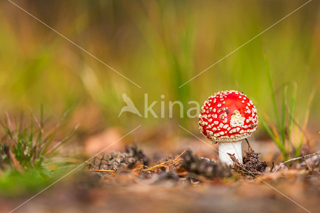 Vliegenzwam (Amanita muscaria)