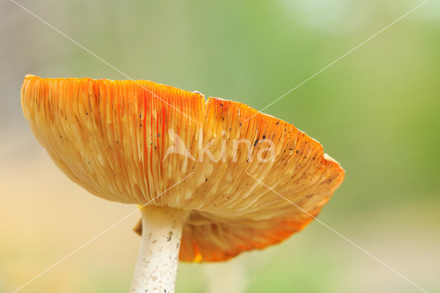 Vliegenzwam (Amanita muscaria)