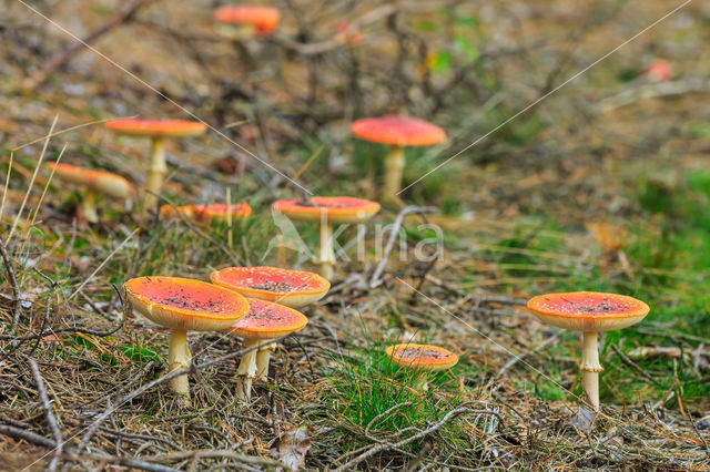 Vliegenzwam (Amanita muscaria)