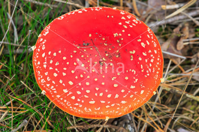 Vliegenzwam (Amanita muscaria)