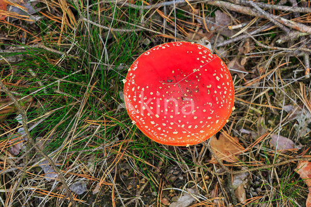 Vliegenzwam (Amanita muscaria)