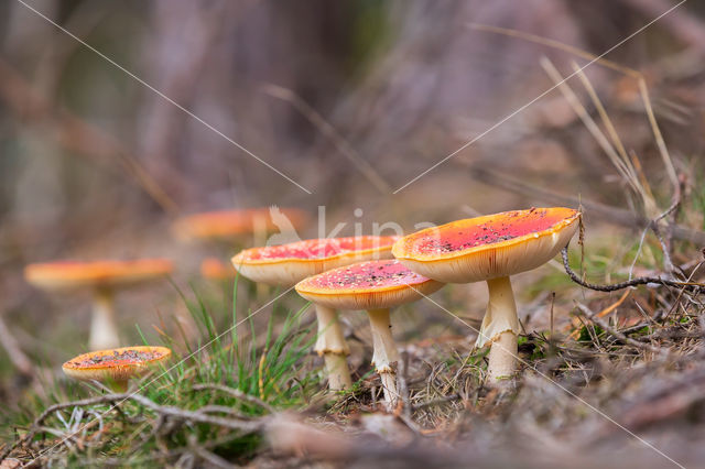 Vliegenzwam (Amanita muscaria)