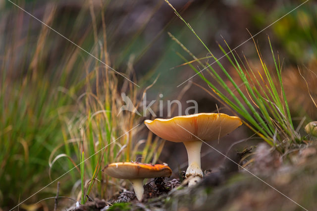 Vliegenzwam (Amanita muscaria)