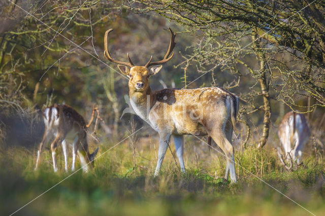 Fallow Deer (Dama dama)