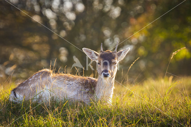 Fallow Deer (Dama dama)