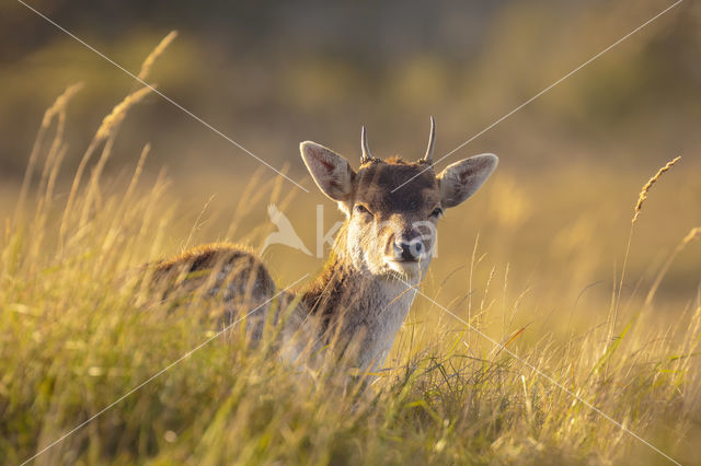 Fallow Deer (Dama dama)