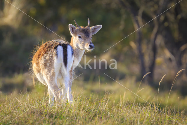 Fallow Deer (Dama dama)