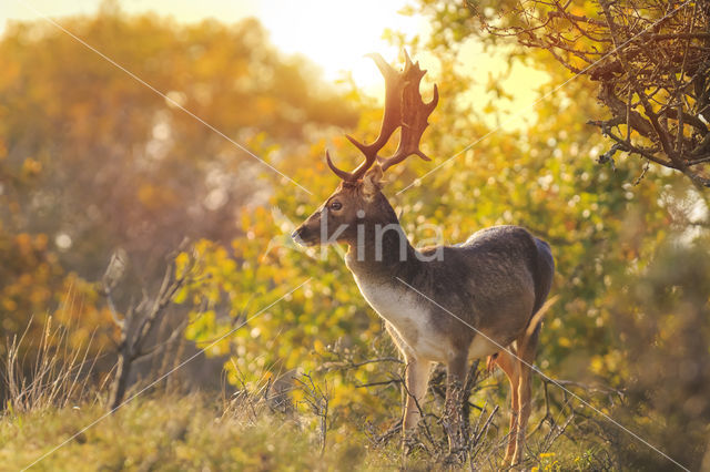 Fallow Deer (Dama dama)