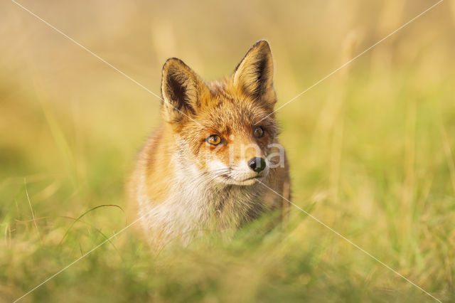 Fox (Vulpes vulpes)