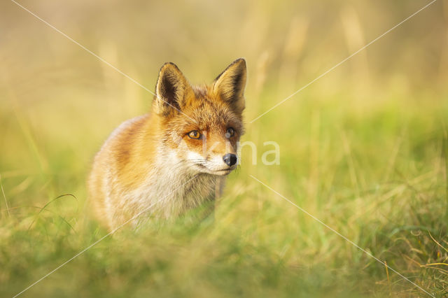 Vos (Vulpes vulpes)