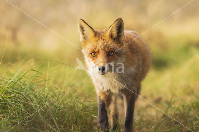 Fox (Vulpes vulpes)