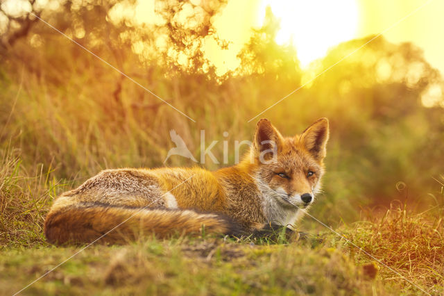 Fox (Vulpes vulpes)