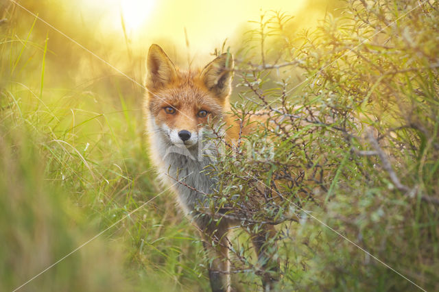 Fox (Vulpes vulpes)