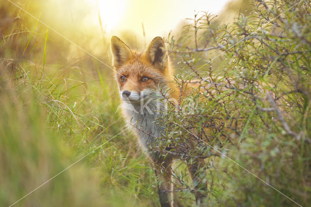 Fox (Vulpes vulpes)