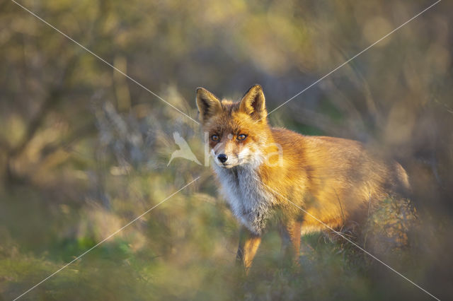 Vos (Vulpes vulpes)