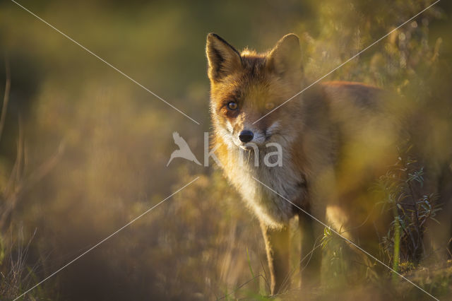 Fox (Vulpes vulpes)