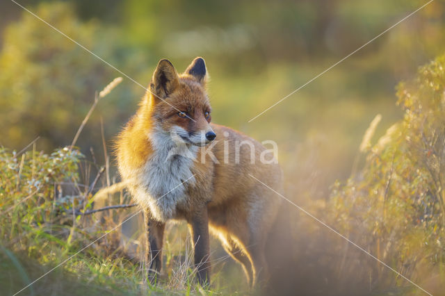 Fox (Vulpes vulpes)