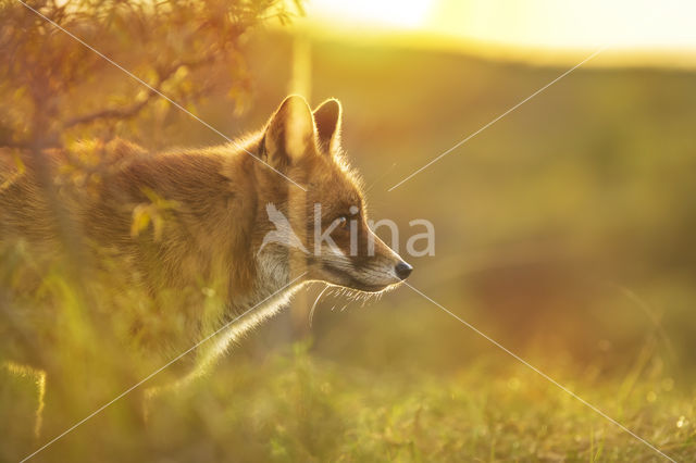 Fox (Vulpes vulpes)