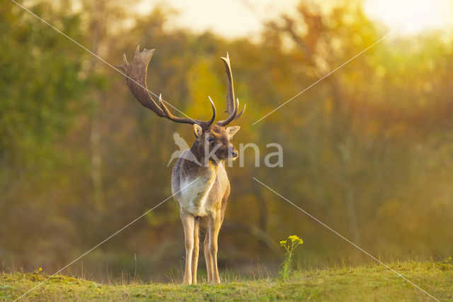 Fallow Deer (Dama dama)