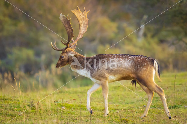 Fallow Deer (Dama dama)