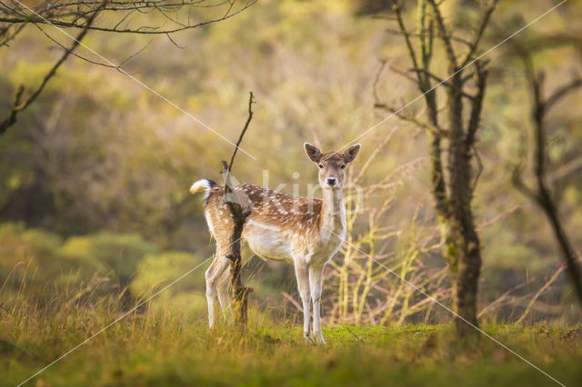 Fallow Deer (Dama dama)