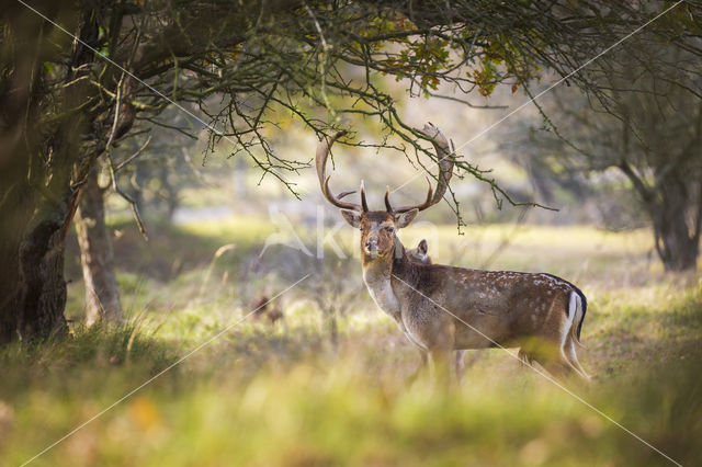 Fallow Deer (Dama dama)