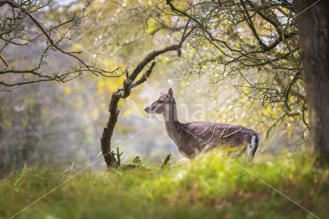 Fallow Deer (Dama dama)