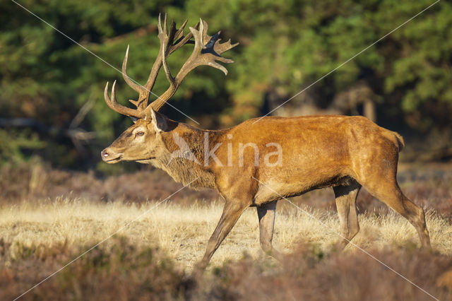 Red Deer (Cervus elaphus)