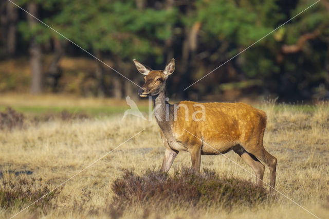 Red Deer (Cervus elaphus)