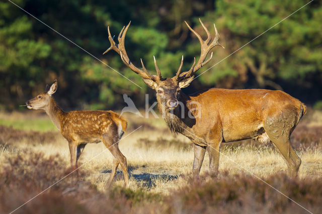 Red Deer (Cervus elaphus)