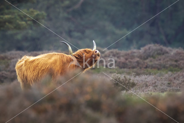 Highland Cow (Bos domesticus)